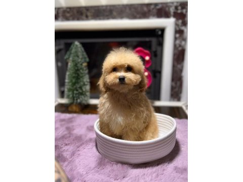 Sevimli maltipoo yavrularımız