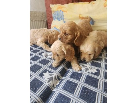2 aylık tosun gibi american cocker yavruları