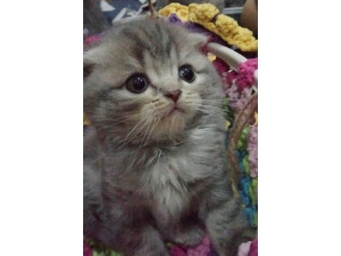 İlk görüşte aşk scottish fold