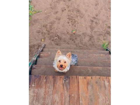 Wc eğitimli full aşılı bakımlı köpeğimiz