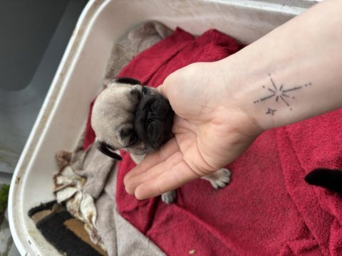 Pug siyah krem