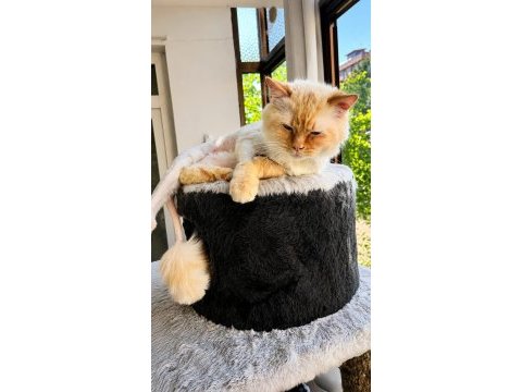 Ragdoll kedimiz ücretsiz