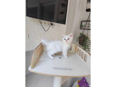British shorthair ns11 silver point yavru