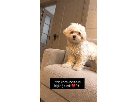 Kore maltese dişi 3.400 gr aşılı eğitimli