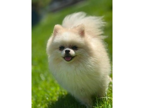 Sağlık ve ırk garantili pomeranian