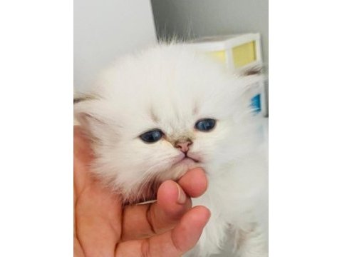 Pamuk şeker tasında bir dişi bebek