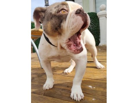 İngiliz bulldog - aman allah ım bana mı bakıyorsun!