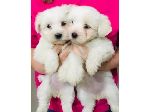 Maltese terrier dişi bebişler