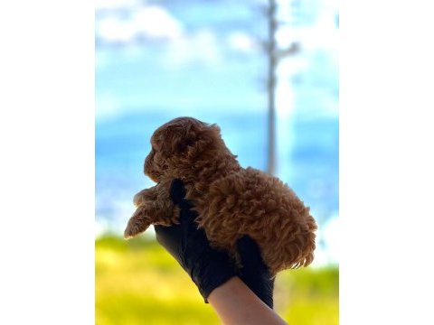 Yeni yuvasına hazır maltipoo ve poodle yavrularımız