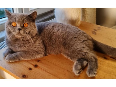 British shorthair sahibinden erkekler