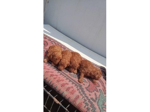 Toy poodle köpeği