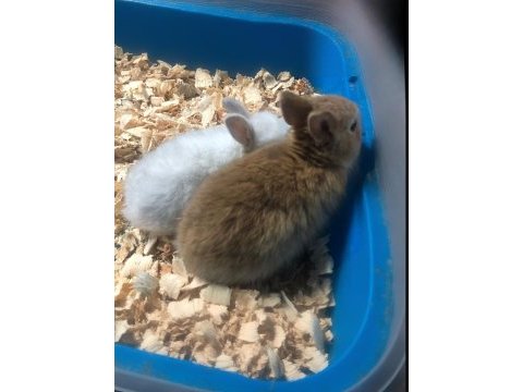 Safkan hollanda cüce karamel ve beyaz