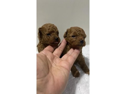 Teacup kore kan 1 aylık poodle yavrular