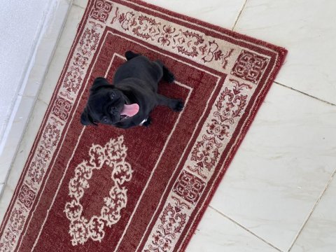3 aylık pug yavrumuz yeni yuvasını arıyor