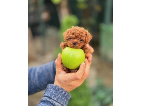 Şecereli kore teacup toy poodle