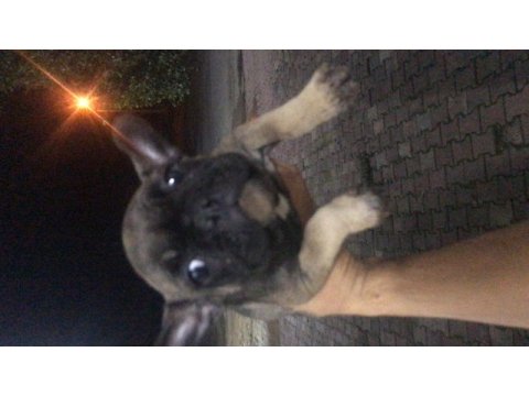 2.5 aylık çok uygun fiyata verilecek french bulldog
