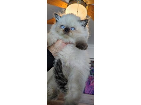 Çok tatlı minik panda british longhair