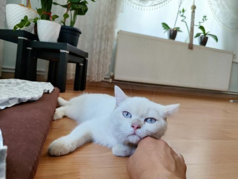 Kedimizin ismi mars