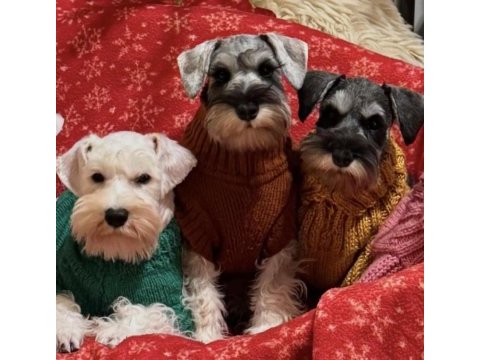 Fcı pedigreeli miniature schnauzer yavruları