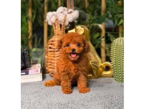 Garantili poodle bebekler