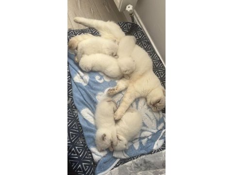Annesinin yanında 5 yavru kedimiz