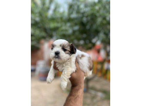 Shih tzu yavrularımız