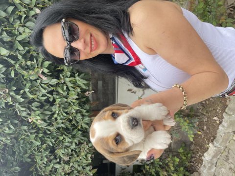 Beagle yavrularım sağlık ve ırk garantilidir