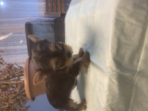 Sahibinden yorkshire terrier