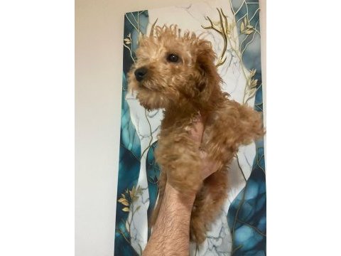 3 aylık toy poodle yavru