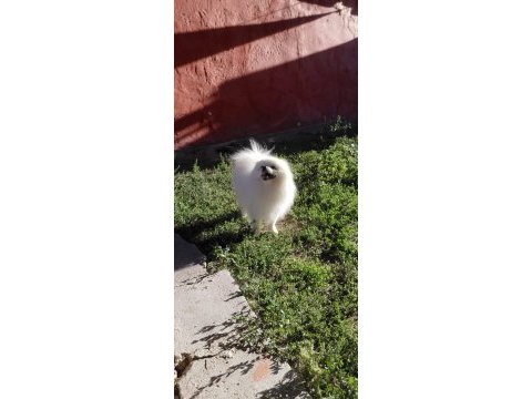 4 yaşında pomeranian