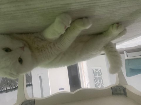 1 aylık scottish fold sahiplendirme