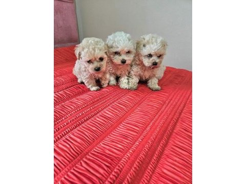 Kıvırcık maltipoo bebekler