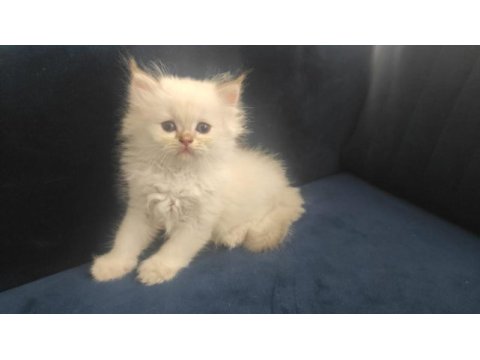 Full şecereli british longhair yavrular