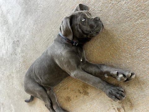 Koruma köpeği cane corso 10 aylık