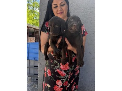 Çikolata labrador yavrularım