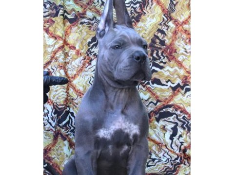 Fcı-kıf secereli safkan cane corso