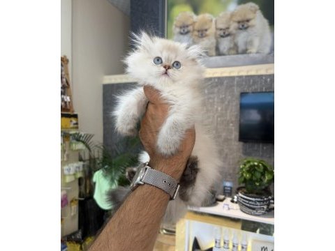 Secereli anne babadan golden point renk british longhair