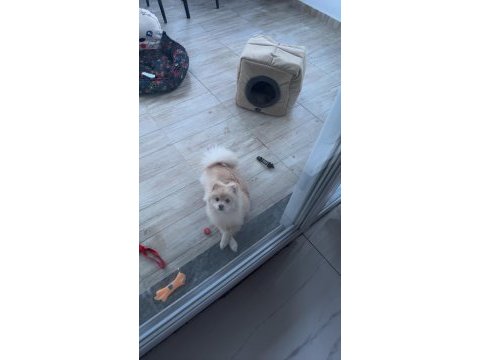8 aylık pomeranian