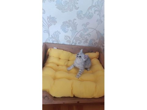 Silver tabby yavrularımız british shorthair