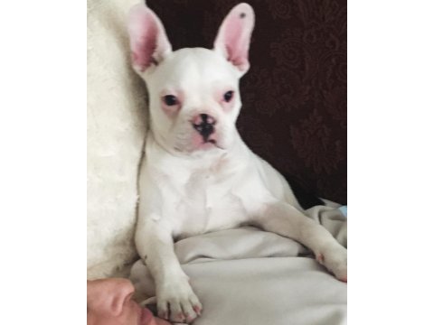6 aylık tüm aşıları tam french bulldog