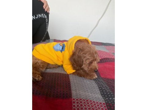 2.5 aylık sevimli maltipoo