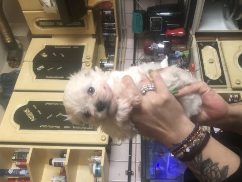45 günlük maltipoo yavrular