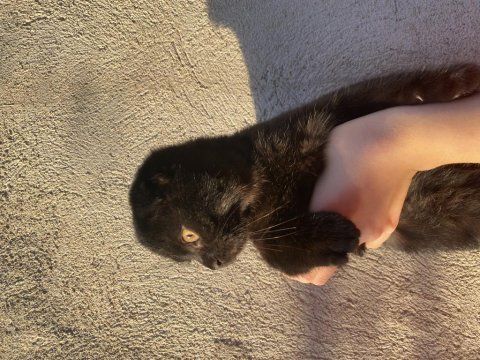 Harika siyah renkte scottish fold yavru