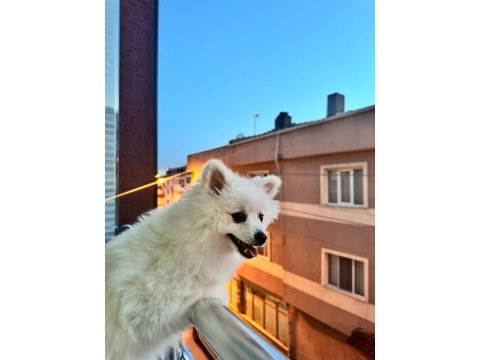 Dişi pomeranian sivri surat