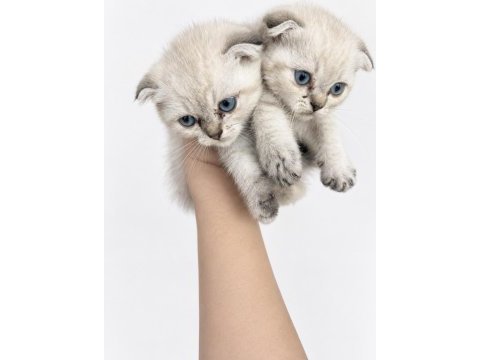 Minik scottish fold bebekler ilanda