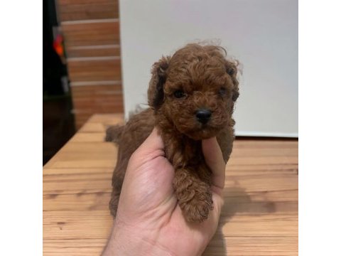 Mini boy toy poodle yavrular