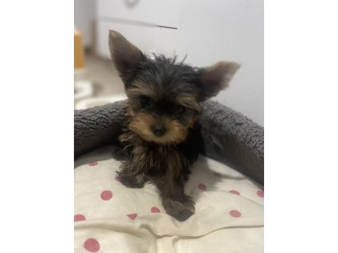 Irkının en iyilerinden yorkshire terrier