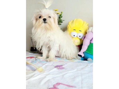 Kore maltese