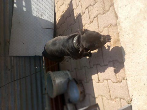 French bulldog 1 yaşında