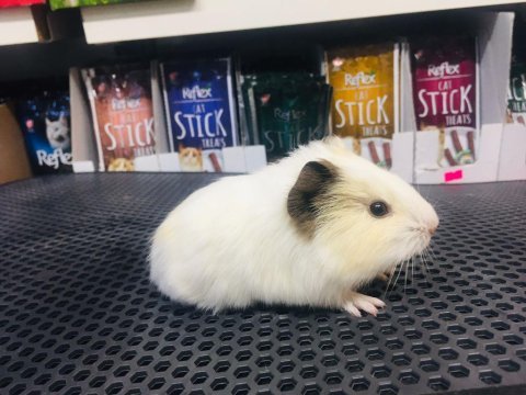 Guinea pig ler geldi